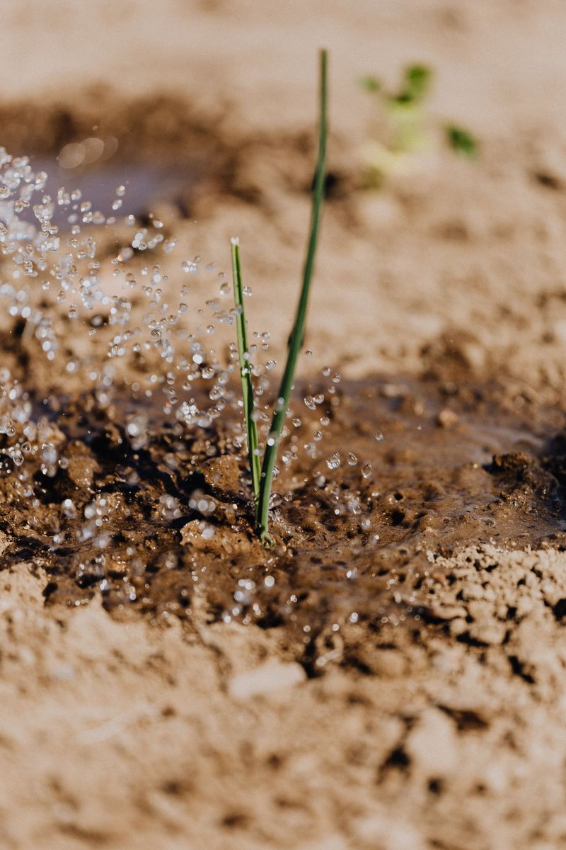 Deep Watering Builds Roots That Survive Extreme Heat Deep Watering Builds Roots That Survive Extreme Heat