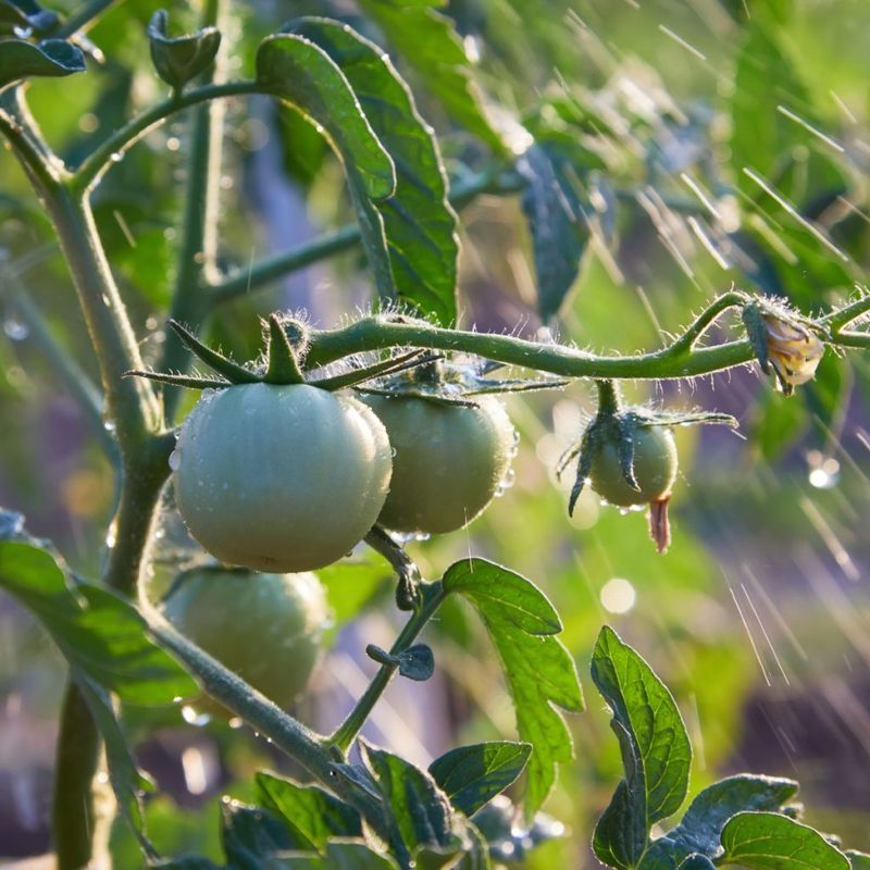 Deep Watering Helps Plants Ride Out Heat Deep Watering Helps Plants Ride Out Heat