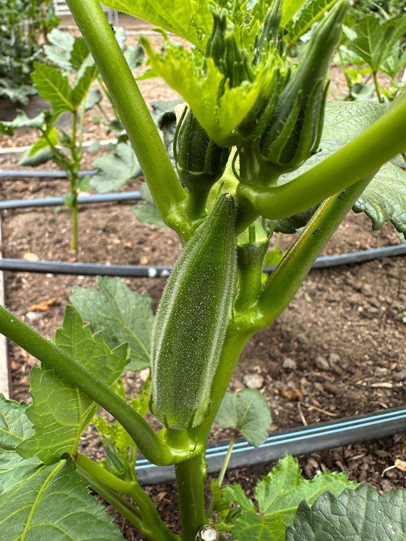 Deep Watering Supports Better Pod Production Deep Watering Supports Better Pod Production