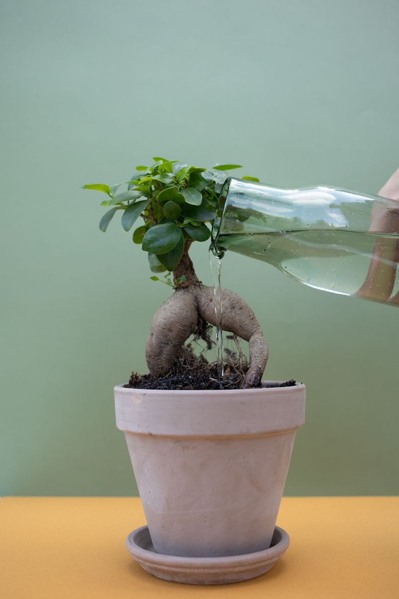 Deeper Watering To Reach Dried-Out Roots