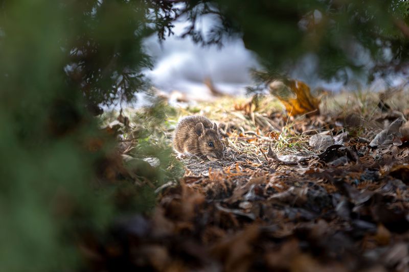 Deer And Rodents Avoid Them Deer And Rodents Avoid Them