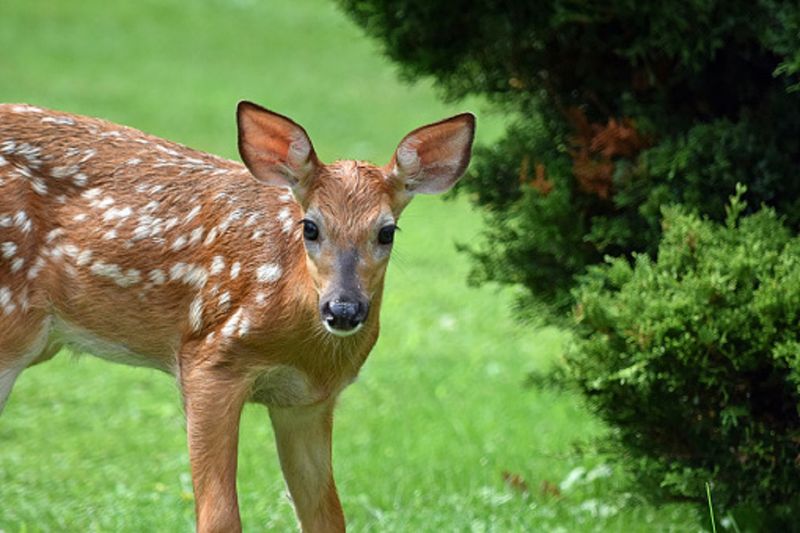 Deer Damage Adds Up