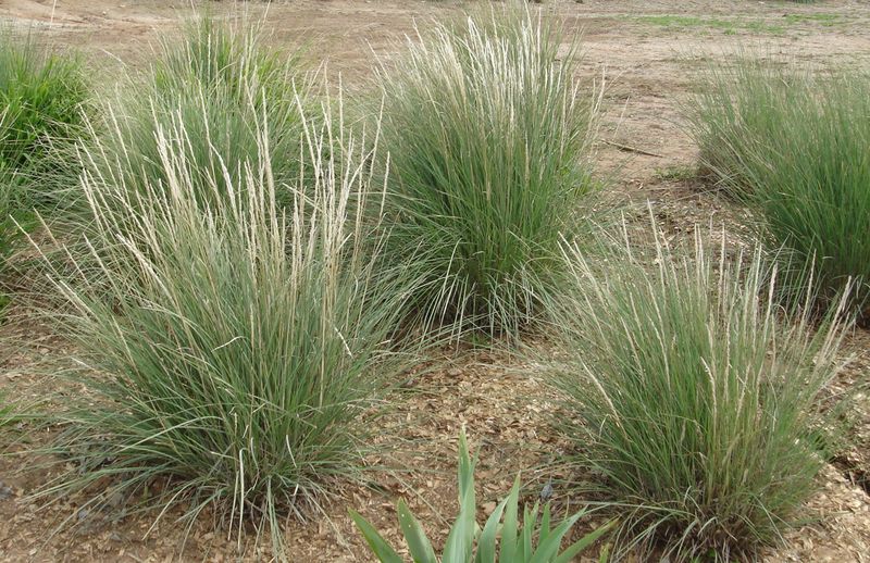 Deer Grass Offers A Better Native Alternative Deer Grass Offers A Better Native Alternative