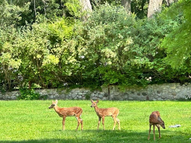 Deer Learn The Garden's Routine