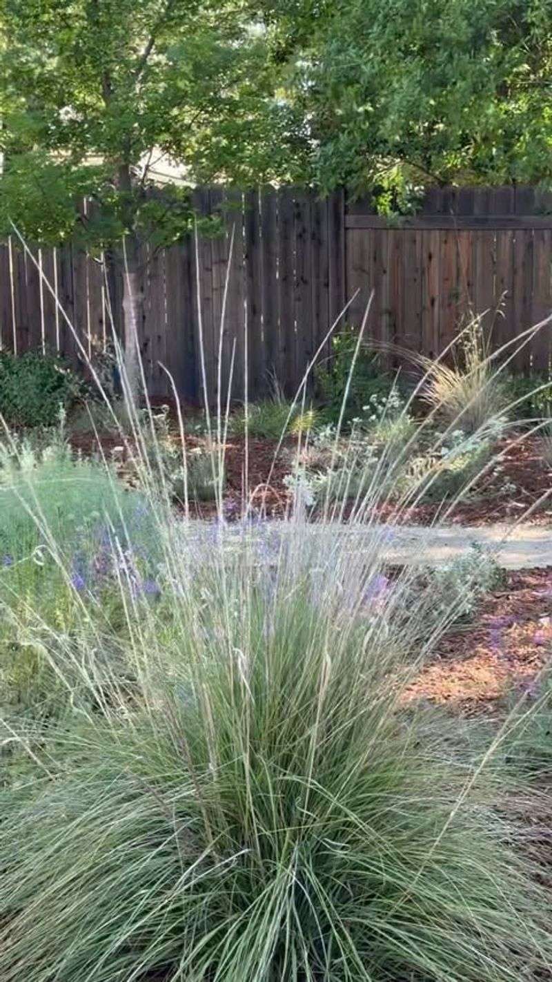 Deergrass Deergrass
