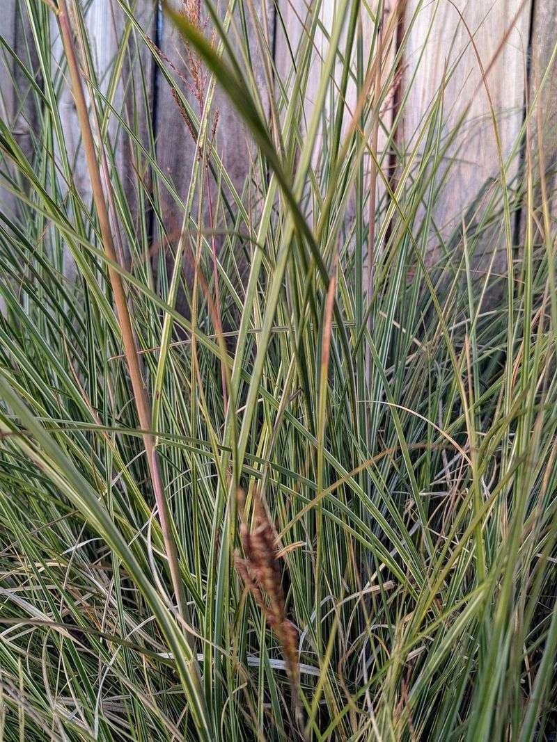 Deergrass