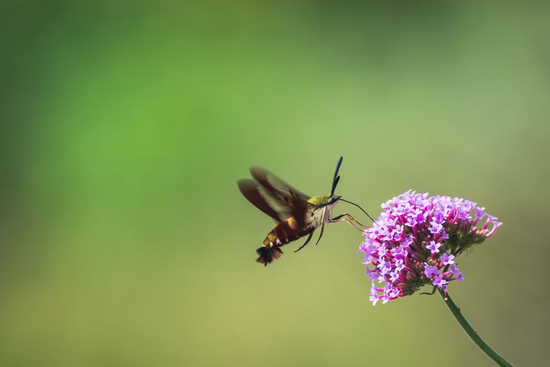 Defining The Hummingbird Moth Species