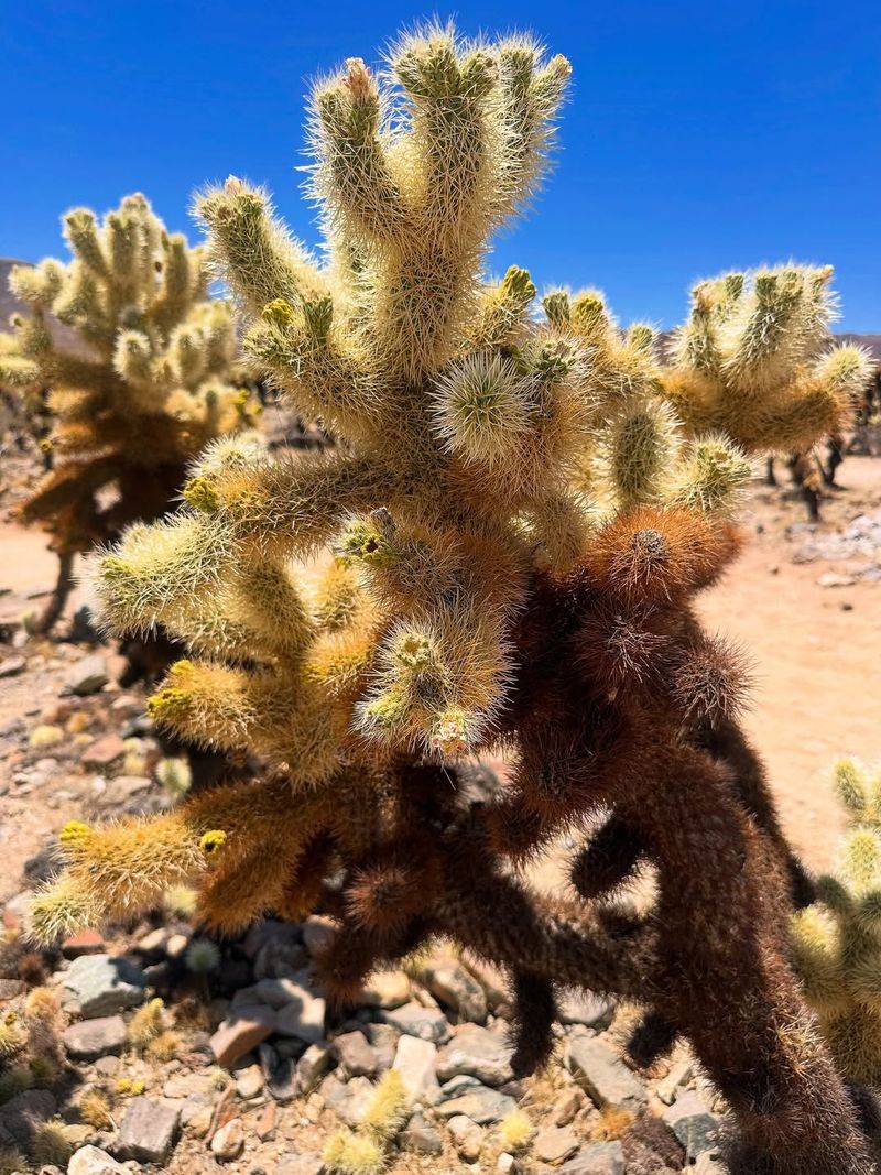 Delay Cholla Pruning Until Nesting Ends Delay Cholla Pruning Until Nesting Ends