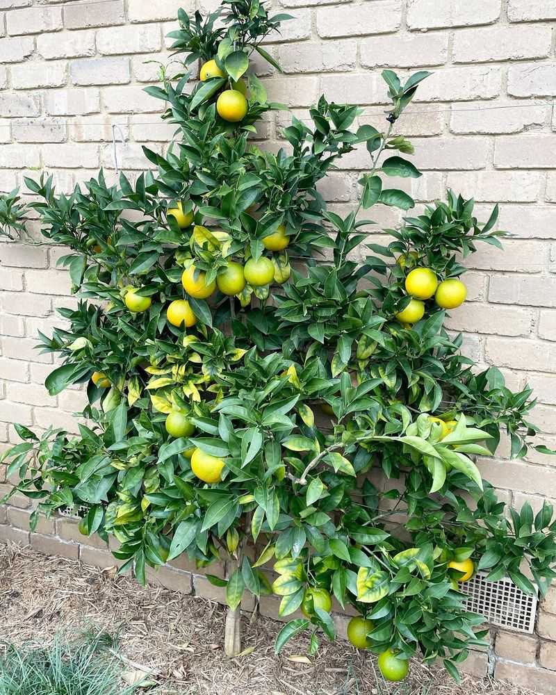 Delay Pruning Until Cooler Weather Returns Delay Pruning Until Cooler Weather Returns