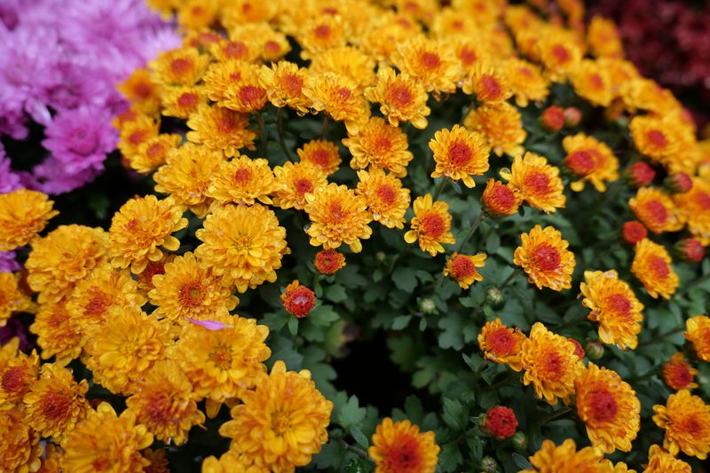 Delays Flowering Until Proper Fall Bloom Time