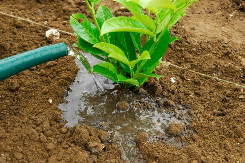 Deliver Water Slowly And Directly To The Root Zone