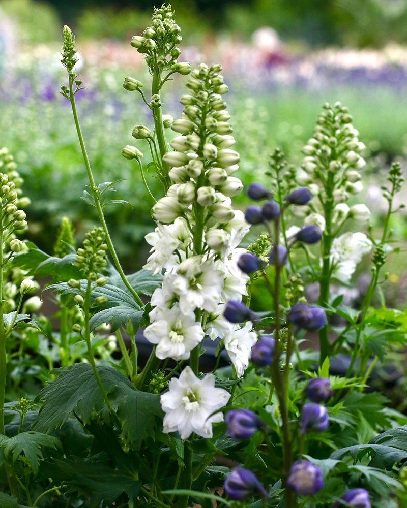 Delphiniums (Delphinium elatum)