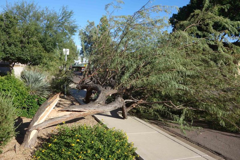 Dense Canopies Catch Wind