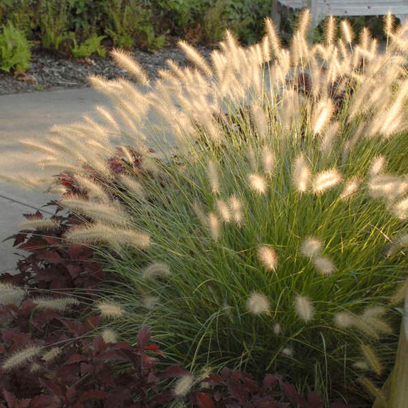 Dense Clumps Become Harder To Manage Each Year Dense Clumps Become Harder To Manage Each Year