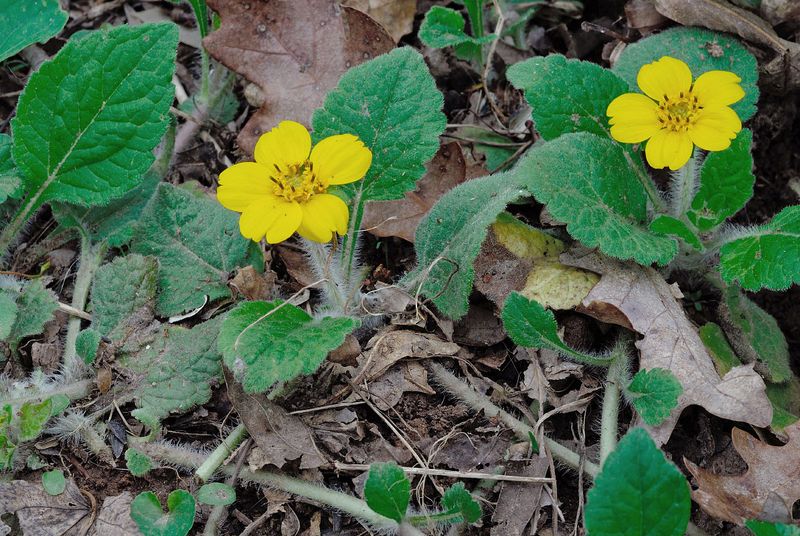 Dense Coverage Can Reduce Openings For Weeds