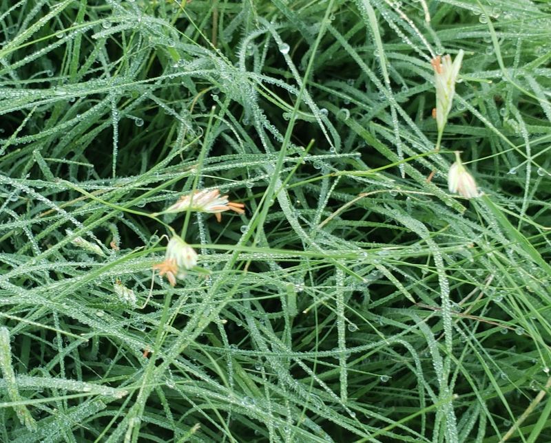 Dense Coverage Closes The Bare Soil Fire Ants Need
