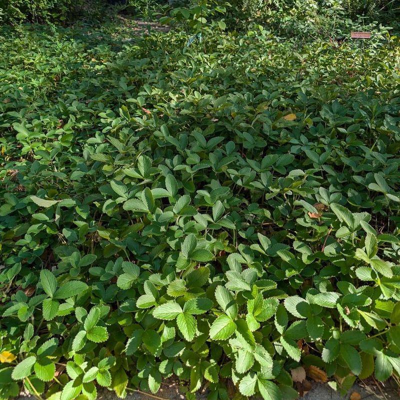 Dense Coverage Gives New Weeds Less Space