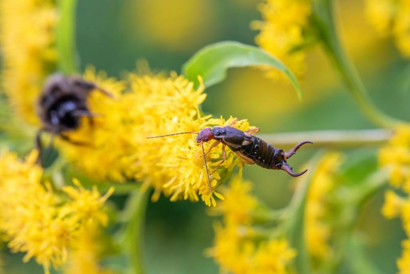 Dense Crowded Flower Clumps Hide The Problem