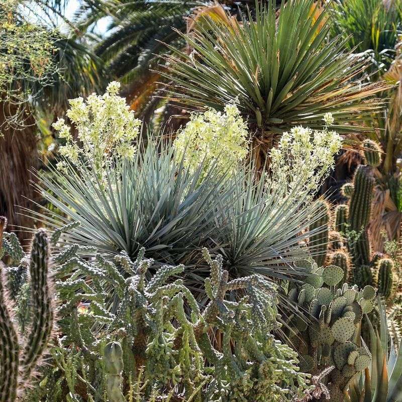 Dense Desert Shrubs Become Reliable Shelter Dense Desert Shrubs Become Reliable Shelter