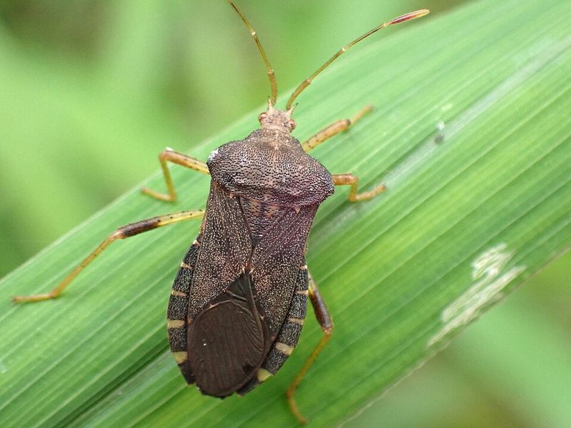 Dense Foliage Gives Them Hiding Spots Dense Foliage Gives Them Hiding Spots