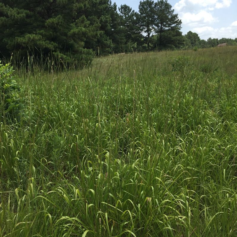 Dense Foliage Provides Valuable Wildlife Cover Dense Foliage Provides Valuable Wildlife Cover