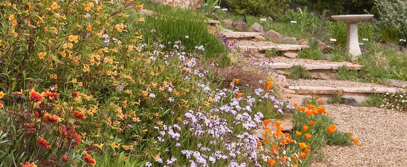Dense Foundation Plantings Dense Foundation Plantings