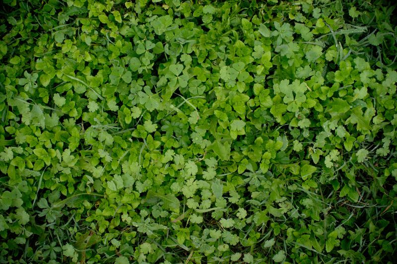 Dense Ground Cover And Overgrown Grass Edges