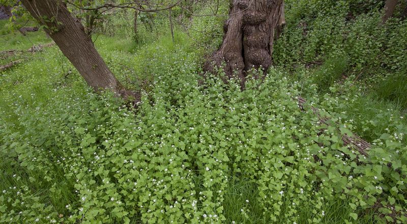 Dense Growth Begins Crowding Spring Plants