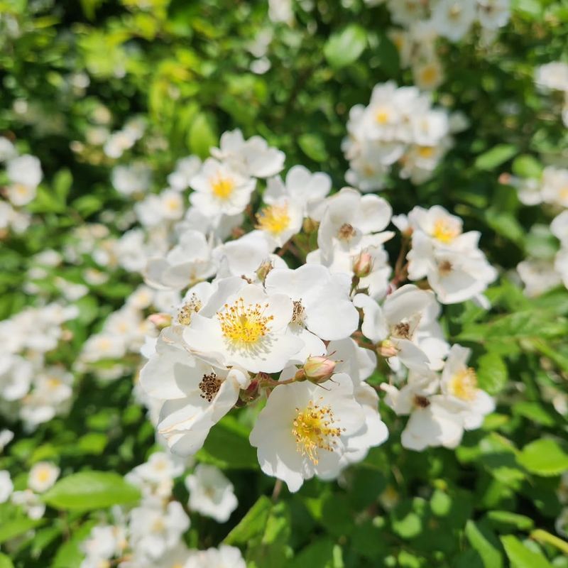 Dense Growth Crowds Out Desirable Plants Dense Growth Crowds Out Desirable Plants