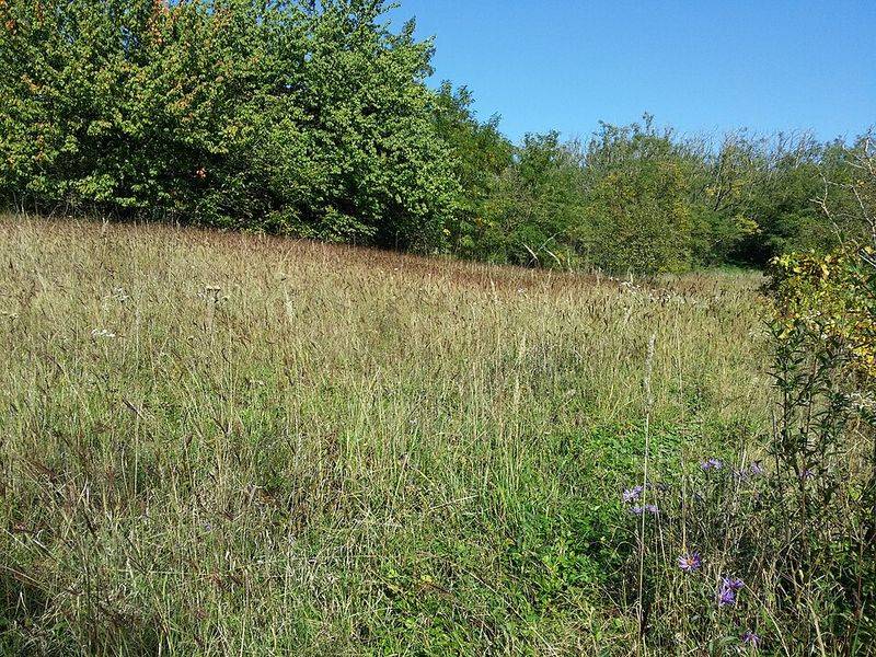 Dense Growth Crowds Out Native Wildflowers Dense Growth Crowds Out Native Wildflowers