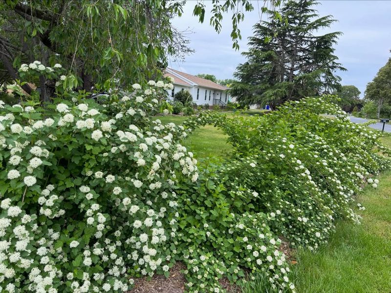 Dense July Growth Shades The Soil Dense July Growth Shades The Soil
