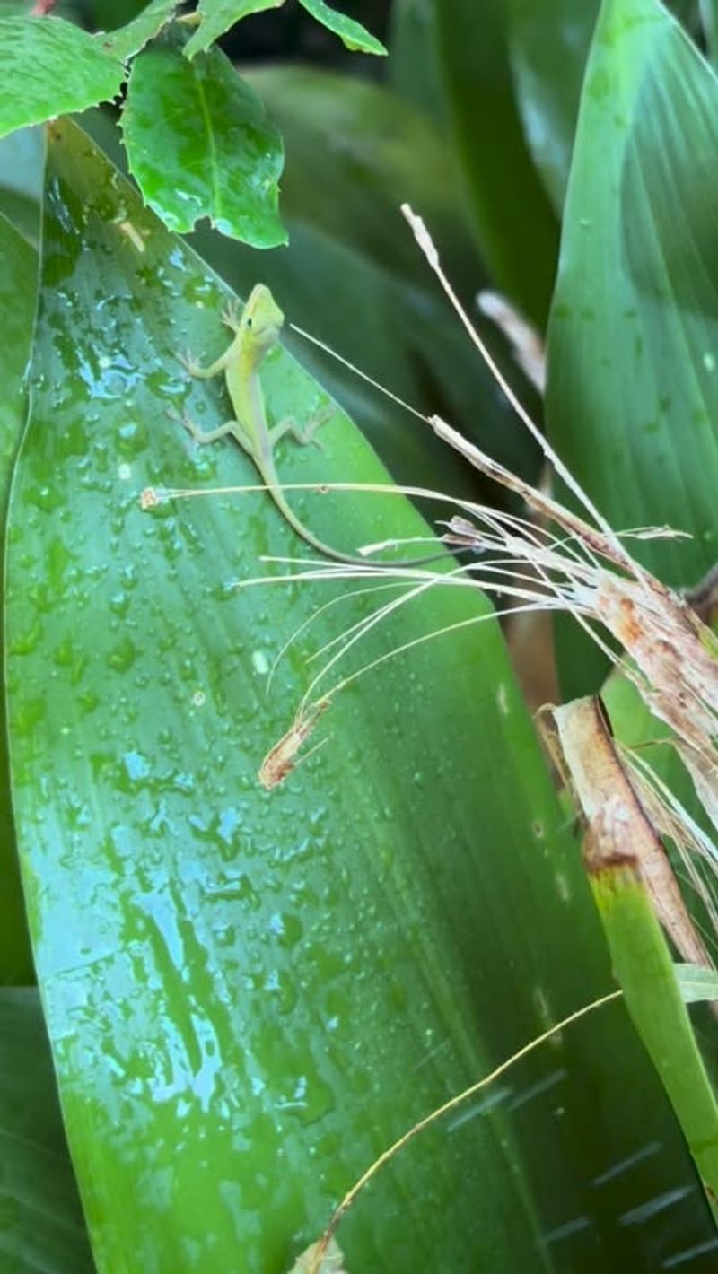 Dense Leaves Provide Shade And Concealment