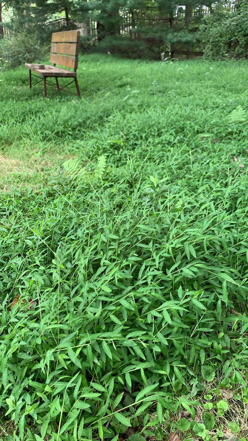 Dense Mats Choke Out Native Plants Within A Single Season