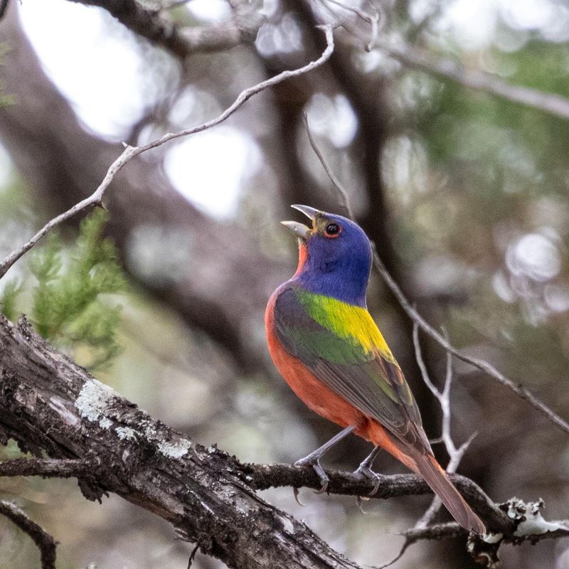 Dense Native Shrubs Give Nervous Birds Somewhere To Hide Dense Native Shrubs Give Nervous Birds Somewhere To Hide