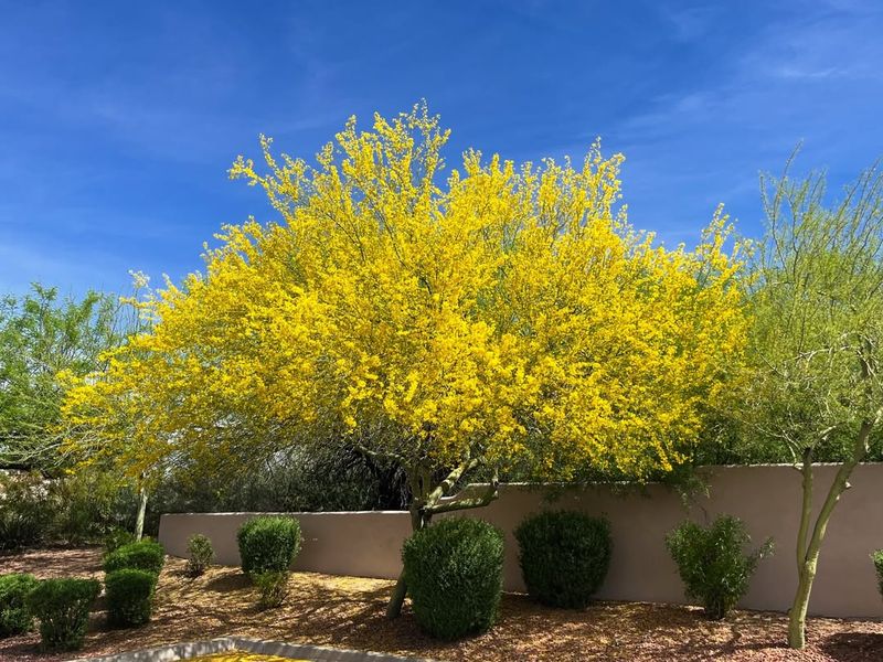 Dense Native Trees Provide Safe Nesting Sites Dense Native Trees Provide Safe Nesting Sites