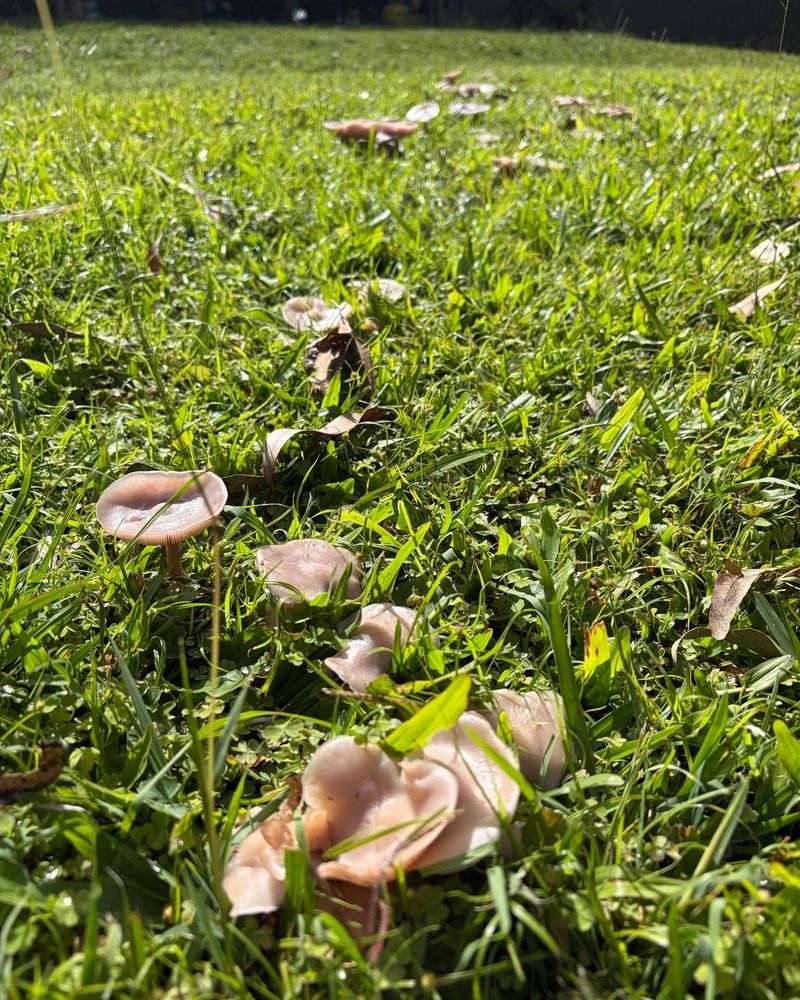 Dense Plantings Stay Wet Even Longer