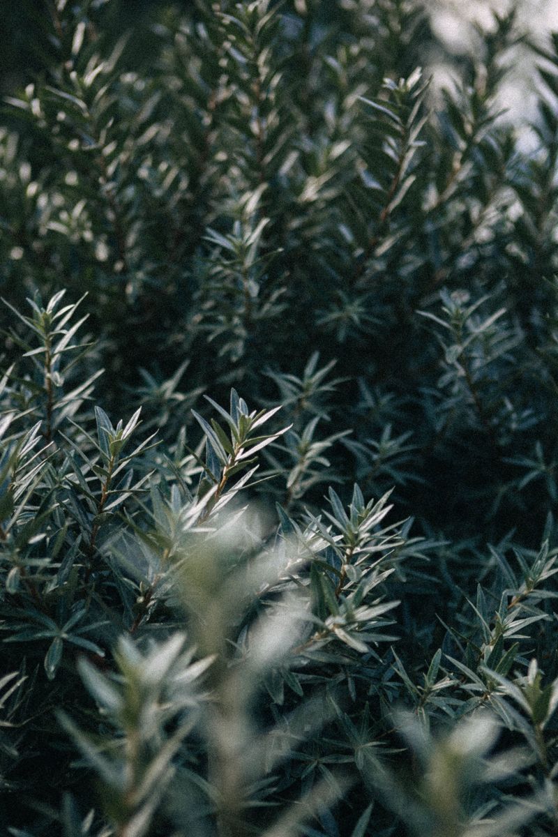 Dense Shrubs And Overgrown Landscaping Edges