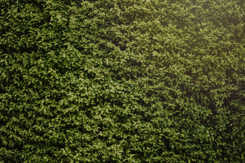 Dense Shrubs Are Missing From Your Yard Dense Shrubs Are Missing From Your Yard