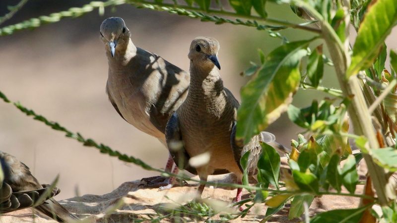 Dense Shrubs Give Them Better Nesting Cover Dense Shrubs Give Them Better Nesting Cover