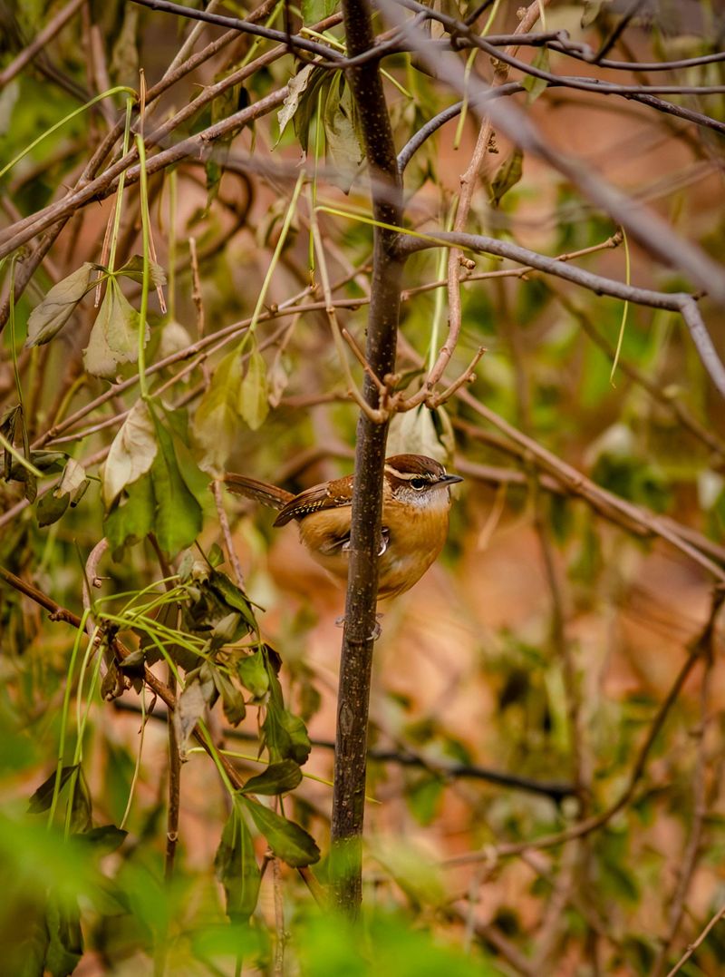 Dense Shrubs Give Them Safe Cover Dense Shrubs Give Them Safe Cover