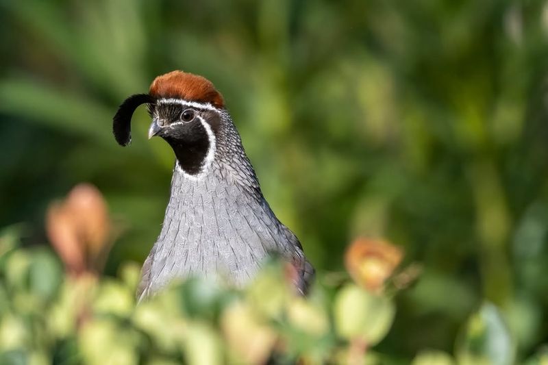 Dense Shrubs Offer Shelter From Predators