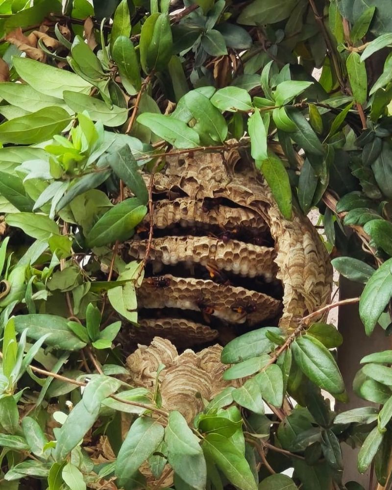Dense Shrubs Provide Sheltered Nesting Sites Dense Shrubs Provide Sheltered Nesting Sites