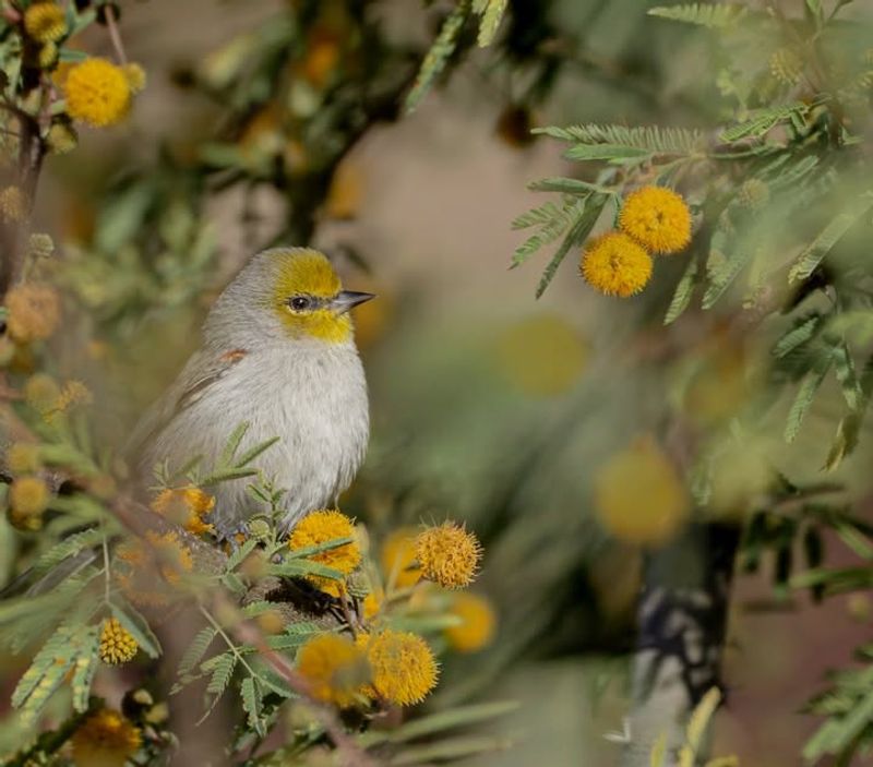 Dense Shrubs Provide Year-Round Shelter