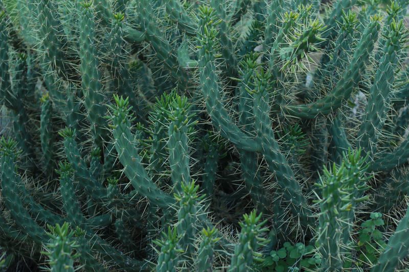 Dense, Spiny Vegetation Near The Nest Site