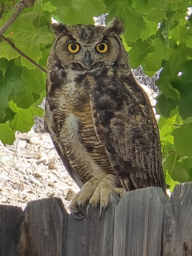 Dense Trees Can Provide Daytime Roosts Dense Trees Can Provide Daytime Roosts