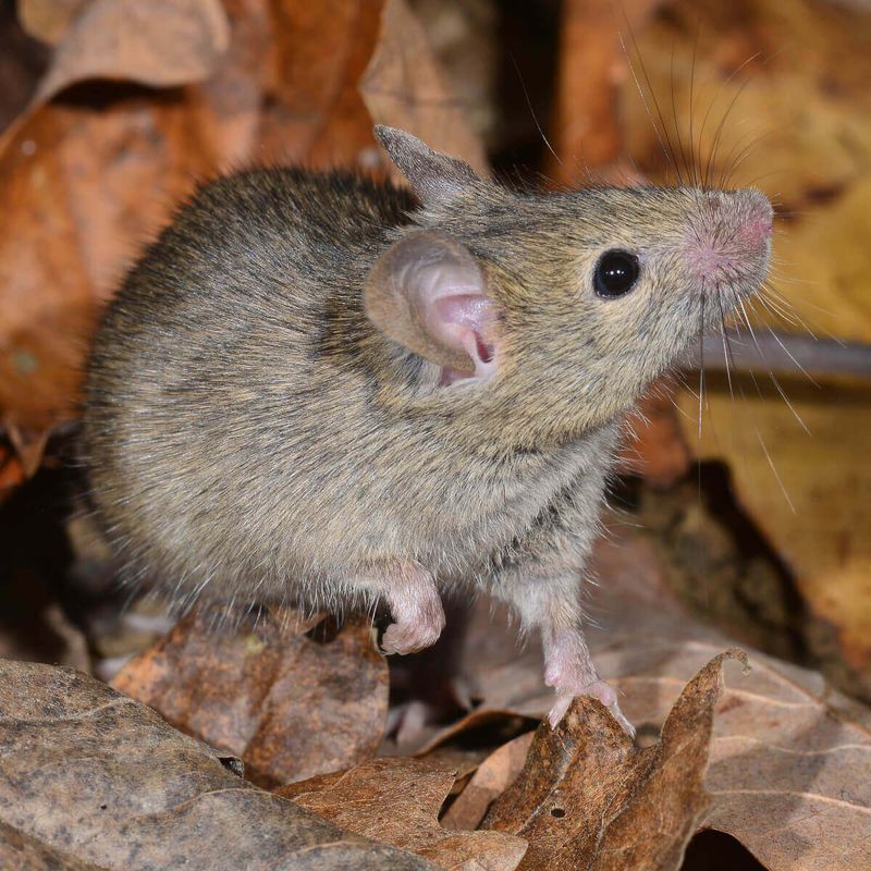 Dense Vegetation Gives Mice Protective Cover