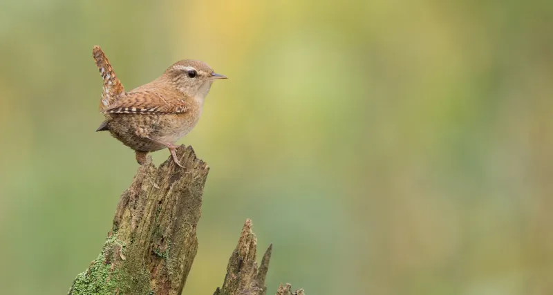 Dense Vegetation Gives Them Safe Places To Hide Dense Vegetation Gives Them Safe Places To Hide