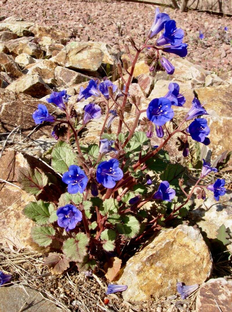 Desert Bluebells Reappear When Winter Moisture Cooperates Desert Bluebells Reappear When Winter Moisture Cooperates