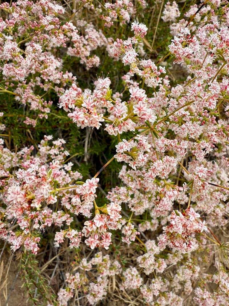 Desert Buckwheat Laughs At Lean Gravel