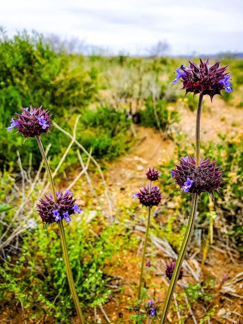 Desert Chia Works In Wildflower-Style Plantings Desert Chia Works In Wildflower-Style Plantings